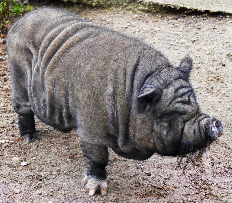 Doc Le cochon vietnamien Rallye lecture en ligne