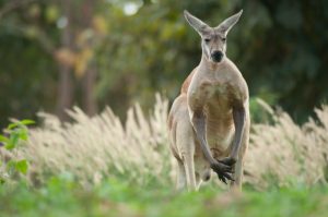 Doc �?? Le kangourou �?? Rallye lecture en ligne